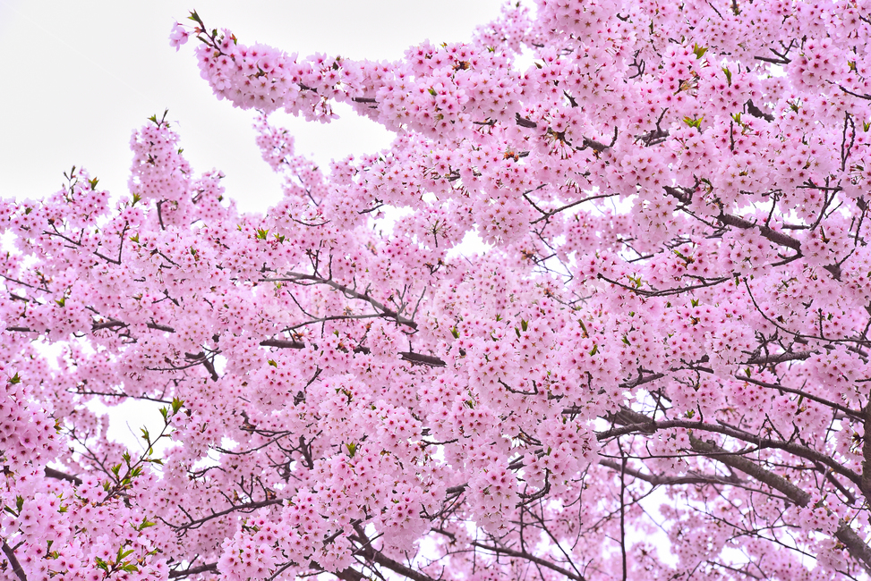 벚꽃,봄꽃,봄배경,분홍색꽃,핑크색,나무꽃,springflowers,시즌,계절,배경,cherryblossom,체리블러썸,바탕,season,백그라운드,야외,옥외,한국자연경관,아웃도어,blossom,꽃,flower,식물,plant