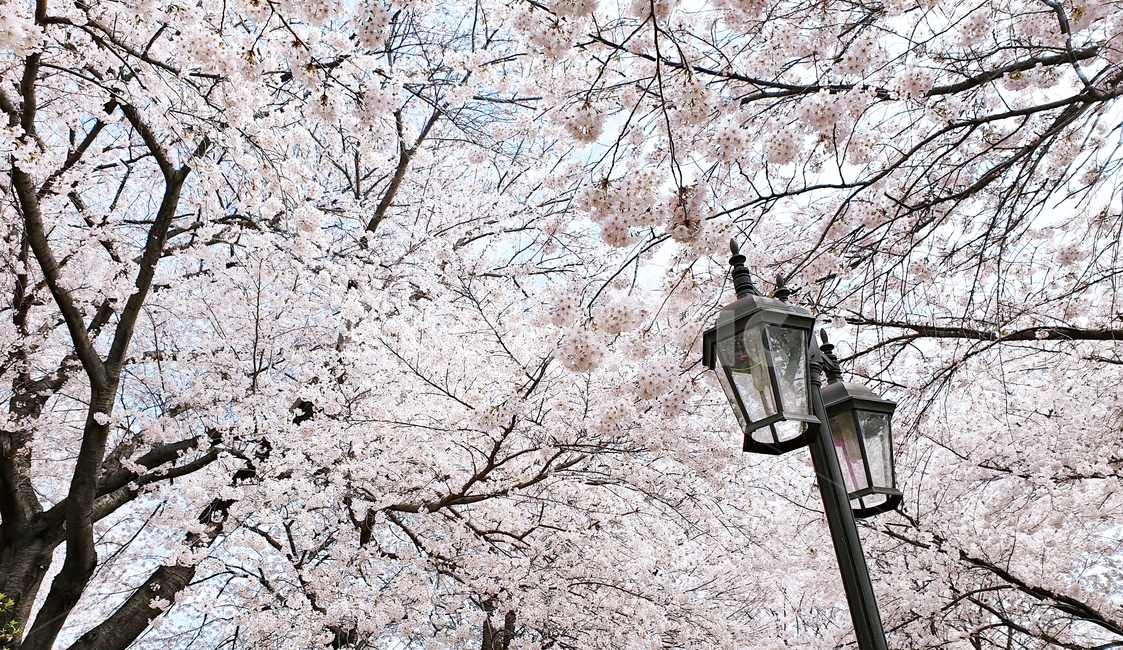 벚꽃,벚꽃놀이,꽃,나무,벚꽃나무,봄,봄철작물,tree,plant,flower,푸른하늘,구름,하늘,sky,blue,spring,등,전등,봄,계절,spring,season,식물,blossom