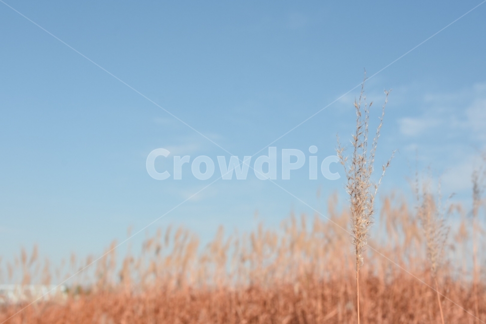 가을,억새,갈대,풍경,꽃,겨울,가을,계절,fall,autumn,season,식물,자연,plants,nature,감성,sensible,feeling,plant,grass,잔디