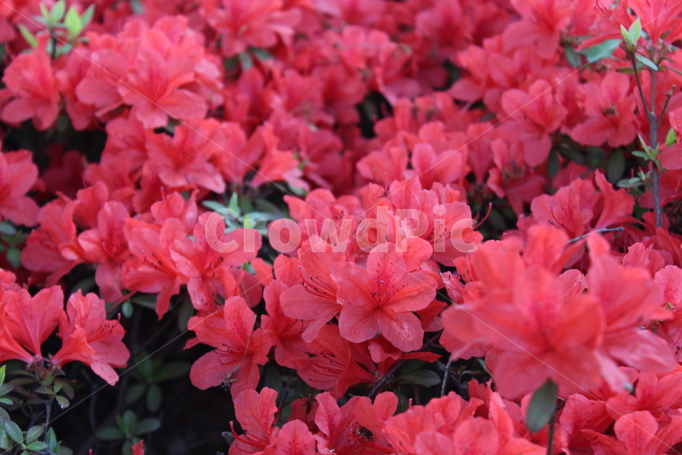 꽃,철쭉,야생화,길꽃,진달래,봄,계절,spring,season,식물,자연,plants,nature,꽃,flower,geranium,제라늄,plant,blossom