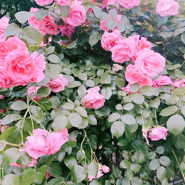 장미,꽃,로즈데이,식물,풍경