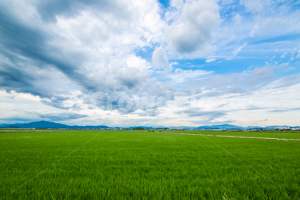 주남,여름풍경,주남저수지,푸른하늘,창원,자연,풍경,nature,landscape,grassland,목초지,field,들,outdoors,옥외