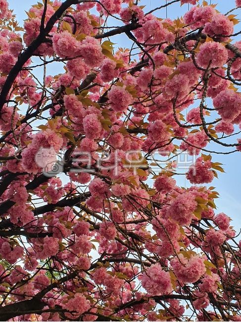 spring,Double cherry blossoms,Cherry Blossom,background,cherryblossom,flower