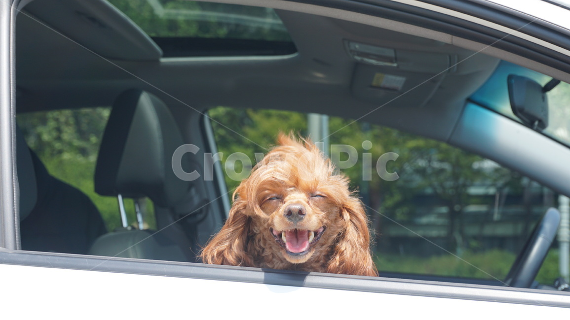 pet,animal,개,dog,동물,스마일,웃는개,반려,반려견,동물,animal,포유류,mammal,개,강아지,dog,doggy