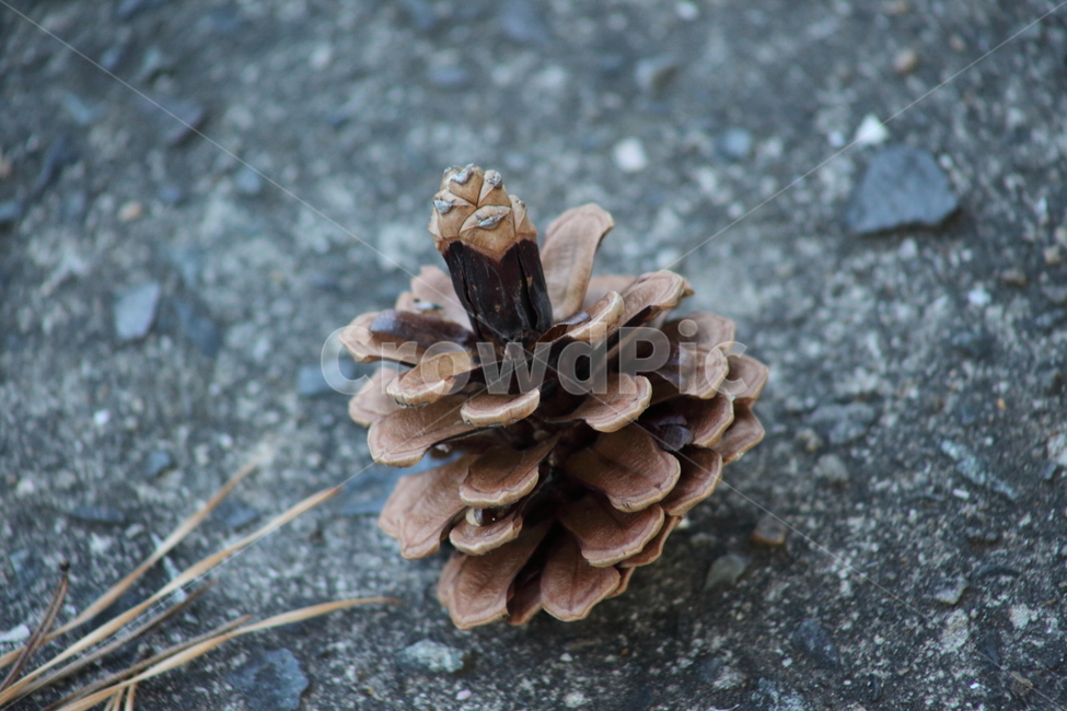 열매,솔방울,종자,번식,pinecone,과일,열매,fruit