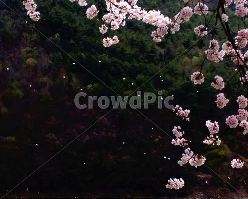 봄,벚꽃,바람,꽃잎,문덕면,봄,계절,spring,season,식물,자연,plants,nature,꽃,flower,plant,cherry blossom,blossom