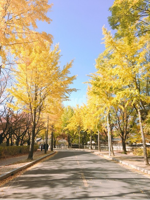 경주,가을,은행,단풍,거리,나무,은행나무,파란하늘,경북,보문단지,노란색,풍경,가을,계절,fall,autumn,season,tree,plant,식물