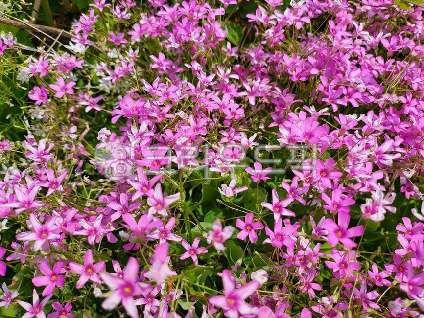 flower,꽃,들꽃,자연,nature