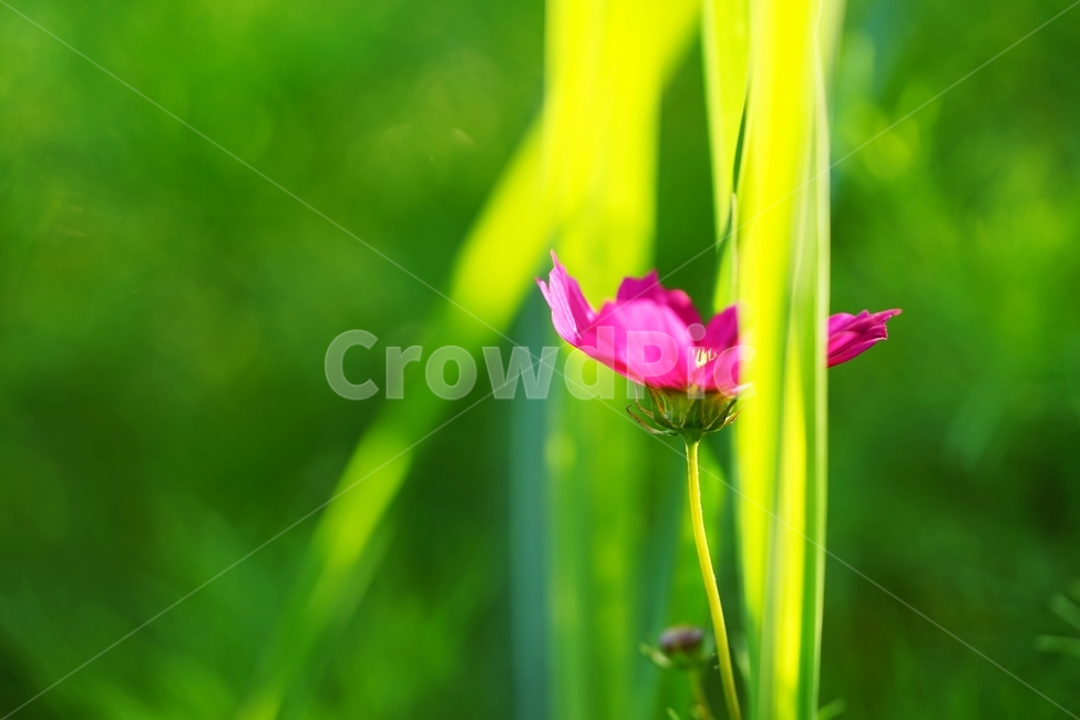 코스모스,꽃,억새,가을억새,이슬,야생화,식물,자연,plants,nature,꽃,flower