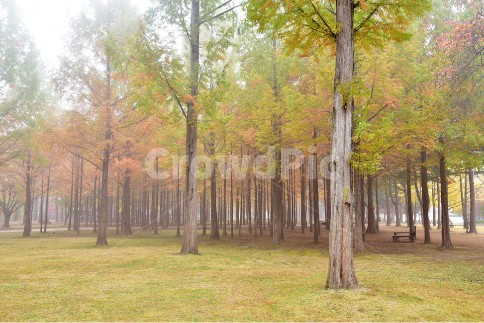 tree,나무,메타세콰이아,수삼나무,metasequoia,화석식물