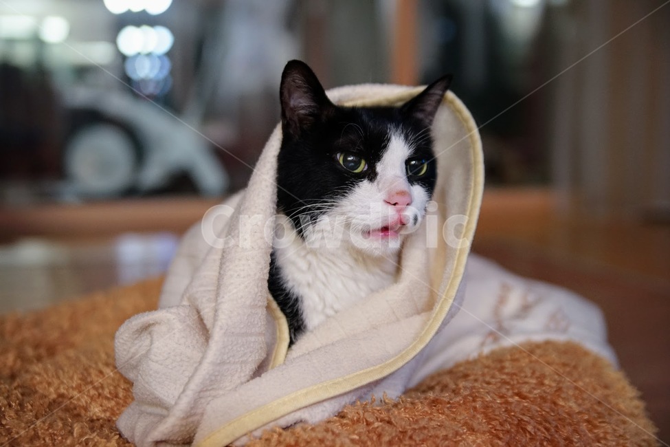 고양이,야옹이,반려동물,애완동물,포유류,동물,animal,포유류,mammal,고양이,cat,kitten,kitty