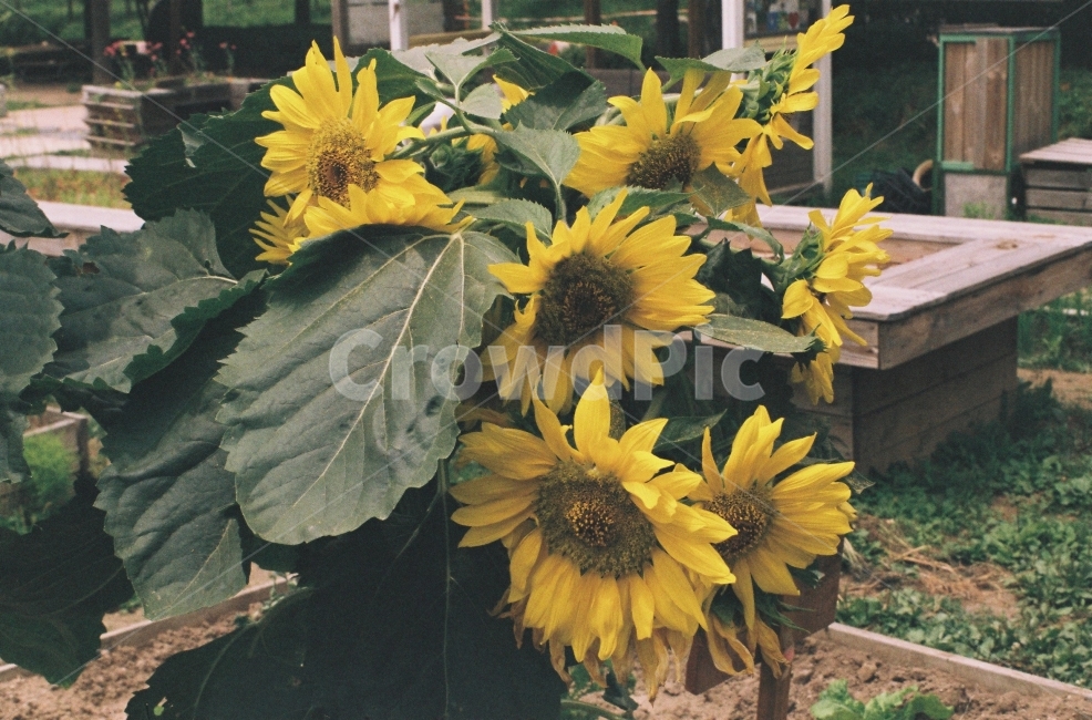 노랑,해바라기,자연,감성사진,꽃,식물,자연,plants,nature,꽃,flower