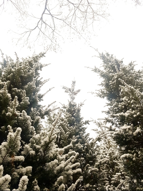 겨울,나무,눈,숲,snow,winter