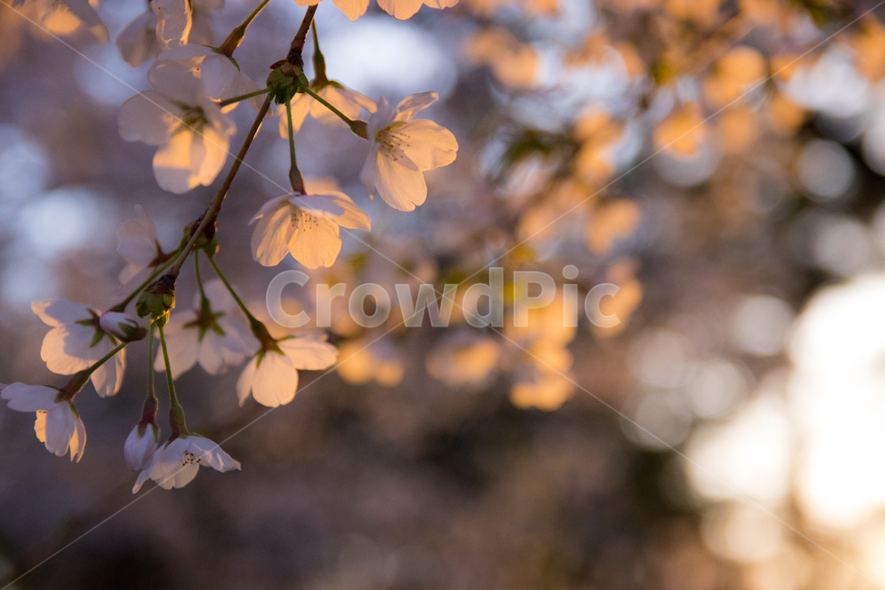 벛꽃,꽃,봄,감성,노을,봄,계절,spring,season,식물,자연,plants,nature,꽃,flower,감성,sensible,feeling,leaf,잎,plant