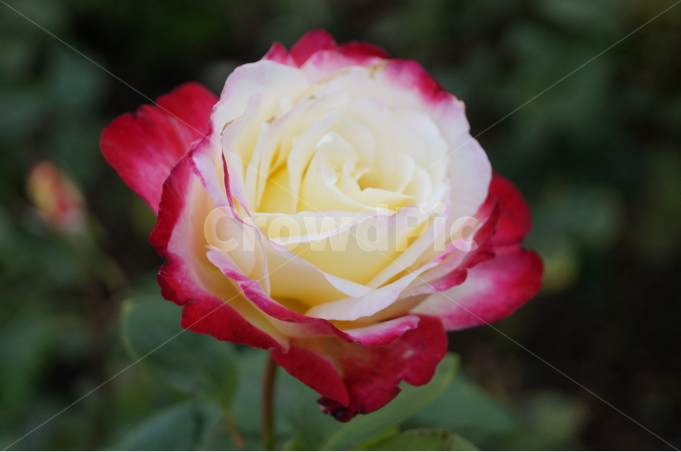 장미,로즈,rose,식물,꽃,flower,복색장미,두가지색장미,흰장미,식물,자연,plants,nature,꽃,flower