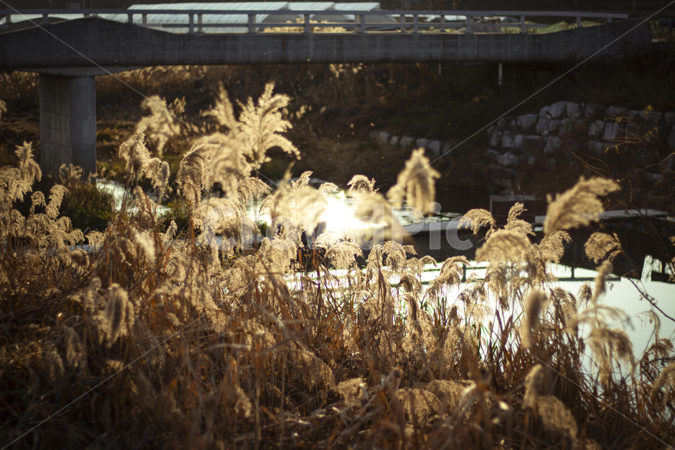grass,plant,식물,갈대,수풀,식물,자연,plants,nature