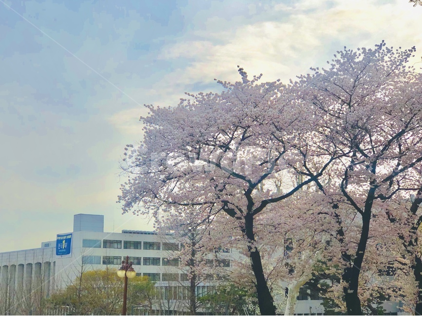plant,식물,꽃,벚꽂,봄,flower,blossom,cherryblossom,spring