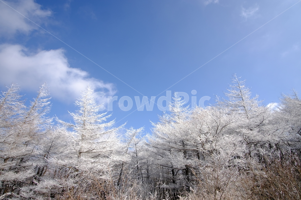 상고대,눈꽃,눈,겨울산,겨울눈꽃,겨울,계절,winter,season,자연,풍경,nature,landscape