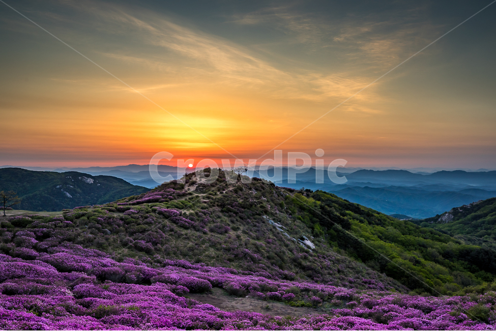 자연,풍경,일출,하늘,구름,태양,황매산,철쭉,철쭉축제,산,운해,nature,landscape,sunrise,sky,clouds,sun,봄,계절,spring,season,자연,풍경,nature,landscape,한국자연풍경,한국자연경관,korea nature landscape,outdoors,옥외