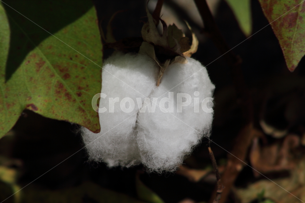 목화,솜,식물,아욱과,cotton,식물,자연,plants,nature