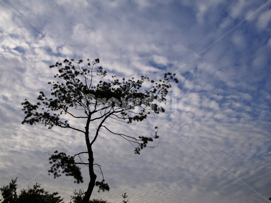 파란하늘,소나무,bluesky,sky,cloud,식물,자연,plants,nature,나무,trees,wood