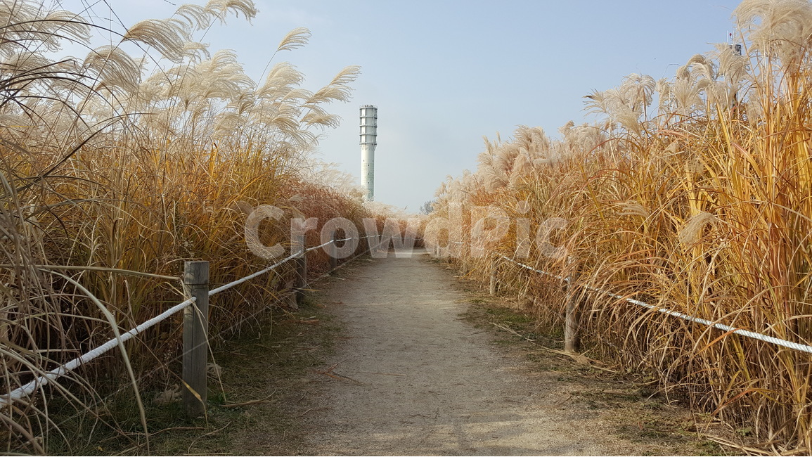 가을,억새풀,바람,자연,풍경,가을,계절,fall,autumn,season,자연,풍경,nature,landscape