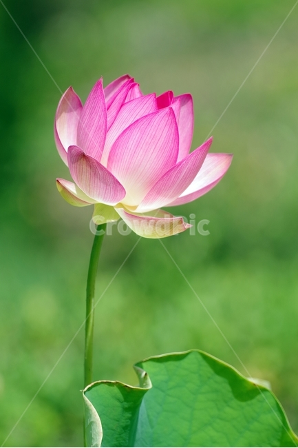 여름,연꽃,연잎,연근,꽃,식물,자연,plants,nature,꽃,flower