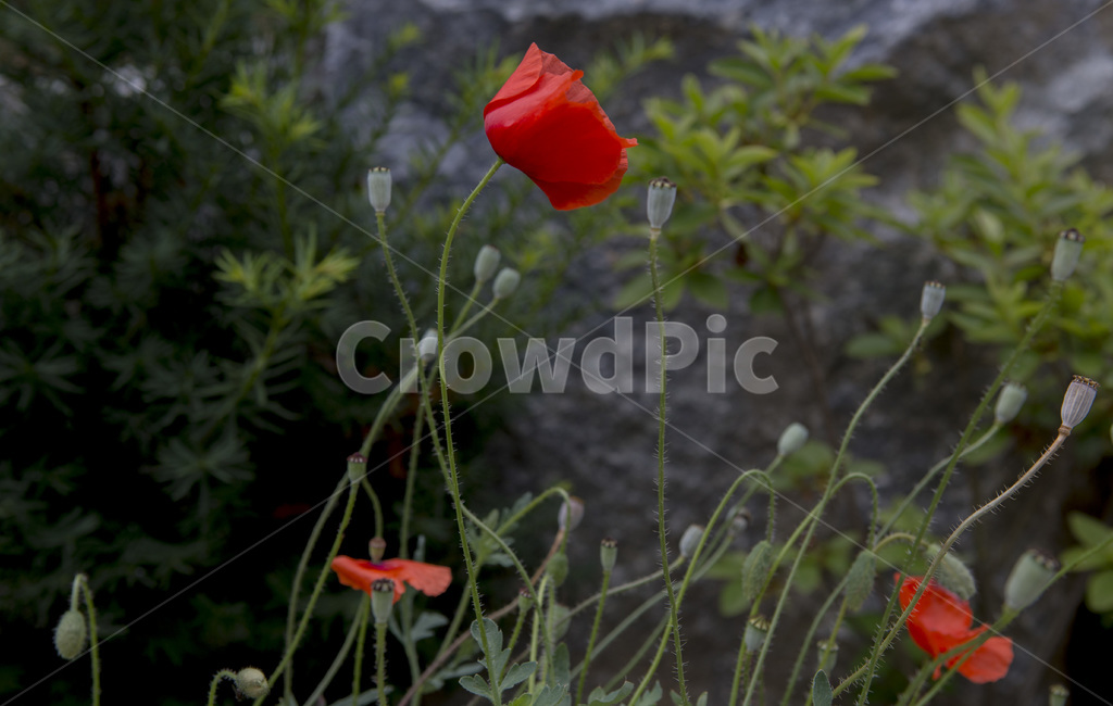 양귀비,꽃,poppy,flower,red,식물