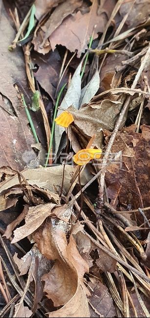 싸리버섯,싸리버섯속,보라싸리,낙엽버섯속,애기낙엽,버섯,식용버섯