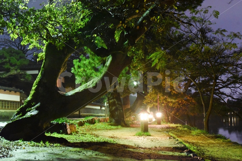 마쓰에,저녁산책,일본여행,일본마쓰에시,가로수,휴식,힐링,rest,relaxation,healing,야경,밤,풍경,nightscape,night,landscape,해외,외국,세계,foreign,oversea,world,plant,식물,tree,나무,tree trunk,나무 줄기,flare,플레어,light,빛