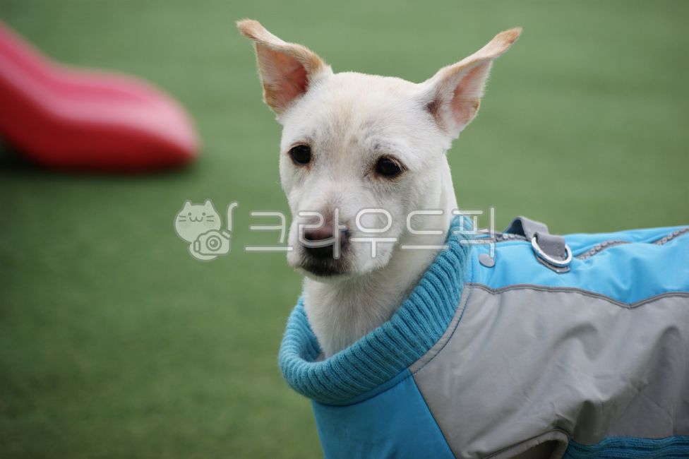 개,강아지,시고르자브종,얼굴,겨울,표정,눈,코,귀,클로즈업,잔디,풀,풀밭,흰색,반려동물,반려견,애완견,애완동물,포유류,동물,계절