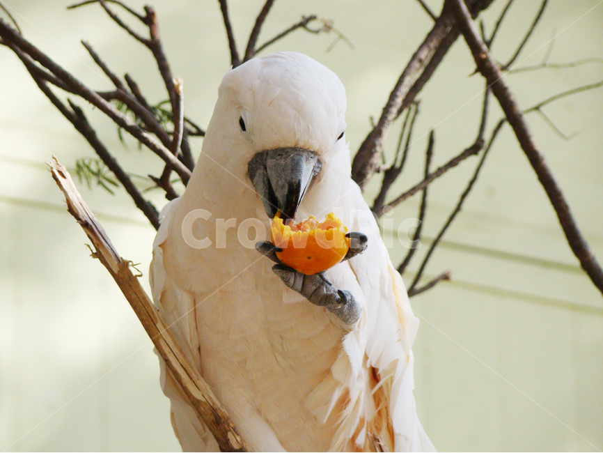 앵무새,parrot,조류,애완새,하얀새,동물,animal,조류,새,birds