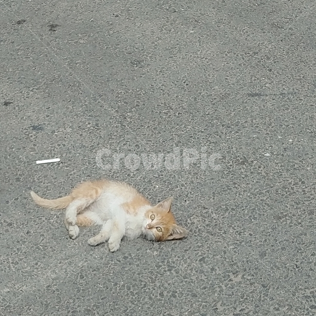 고양이,애기고양이,아기고양이,고냥이,cat,동물,animal,포유류,mammal,고양이,cat,kitten,kitty