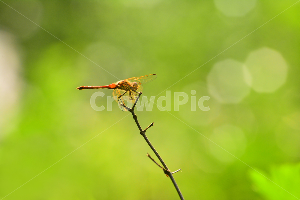 잠자리,곤충,고추잠자리,가을배경,가을분위기,동물,animal,anisoptera,dragonfly,insect,무척추동물,invertebrate,배경,바탕,백그라운드,background,휴식,앉다,보케,빛망울,곤충,벌레,insect,bug