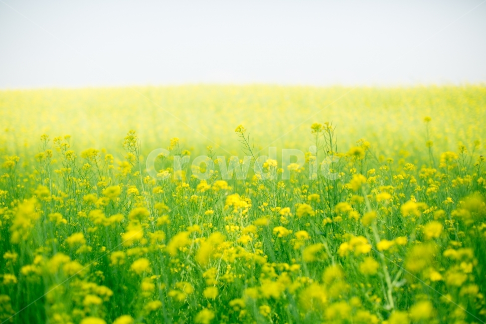 유채꽃,노란색,노랑,꽃밭,yellow,Rapeflower,flower,감성사진,대한민국,방방곡곡,봄,계절,spring,season,식물,자연,plants,nature,꽃,flower,감성,sensible,feeling,field,들,grassland,목초지,outdoors,옥외