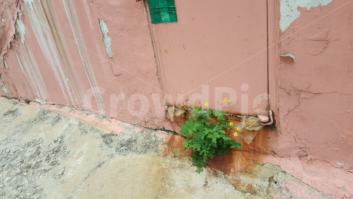 끈기,꽃,길,길거리,벽,살아남기,삶,생명,도전,길가,식물,자연,plants,nature,꽃,flower