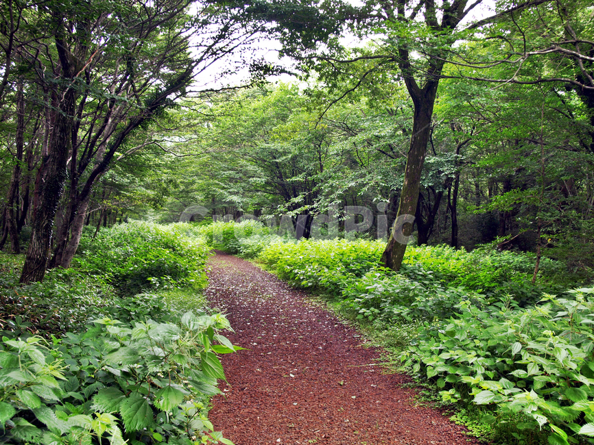 숲,숲길,사려니숲길,제주,자연림,휴양림,힐링,명소,비경,나무,풍경,자연,tree,plant,식물,tree trunk,나무 줄기,ground,바닥