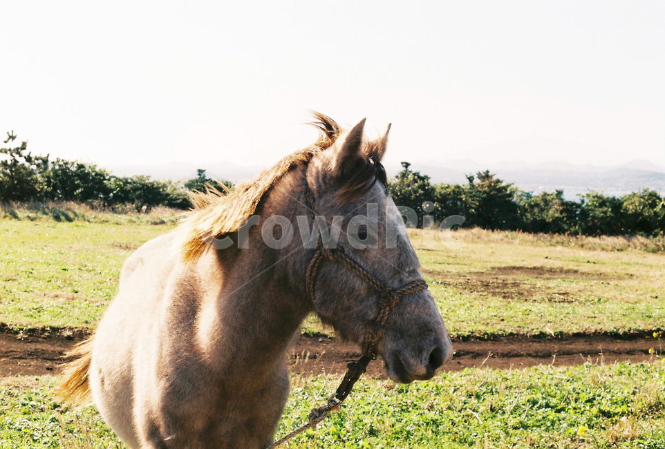 제주,말,포유류,동물,초원,필름사진,동물,animal,포유류,mammal