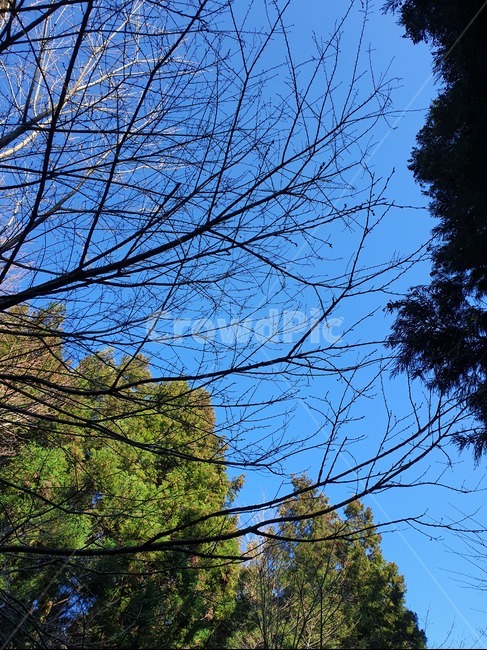 tree,나무,하늘,풍경,나뭇가지