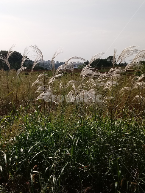 갈대,겸가,노위,문견초,위근,위경,commonreed,가을,계절,fall,autumn,season,grass,잔디,plant,식물,lawn,reed