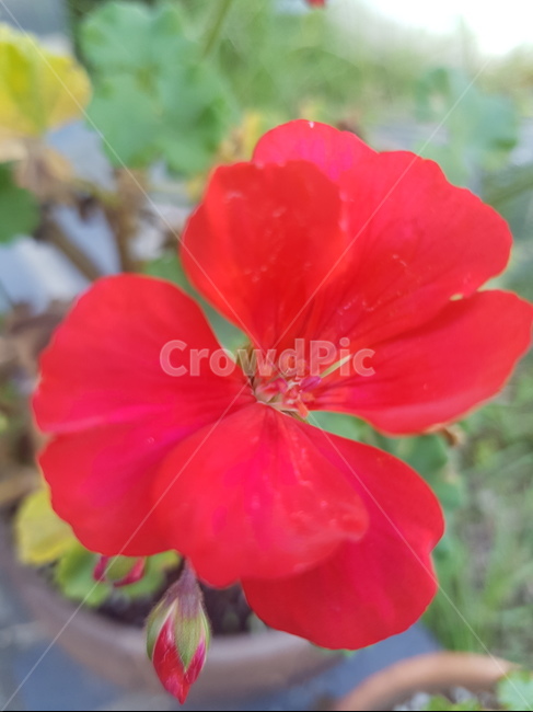 꽃,자연,식물,빨강,화사함,정열,꽃잎,식물,자연,plants,nature,꽃,flower