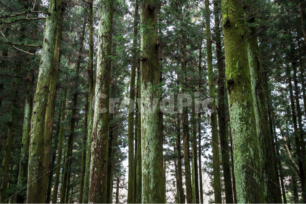 plant,식물,tree,나무,vegetation,초목,outdoors,옥외,forest,숲,nature,자연,woodland,삼림지,grove,작은숲,식물,자연,plants,nature,나무,trees,wood
