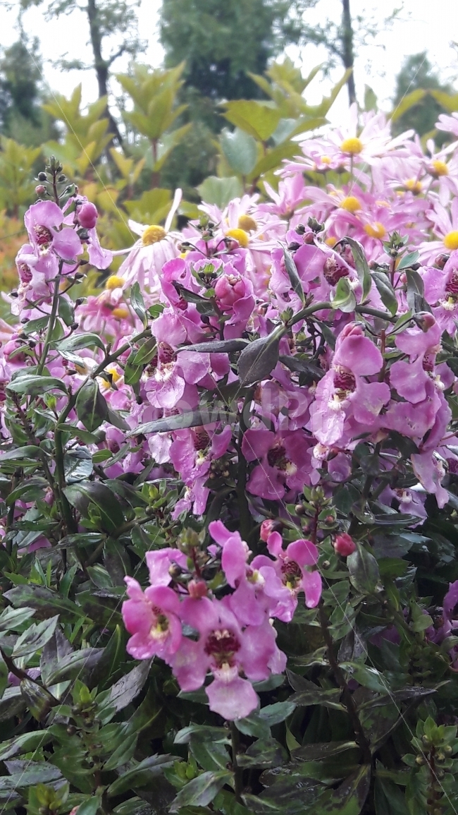 분홍,초록,이빨,꽃,란,식물,자연,plants,nature,꽃,flower