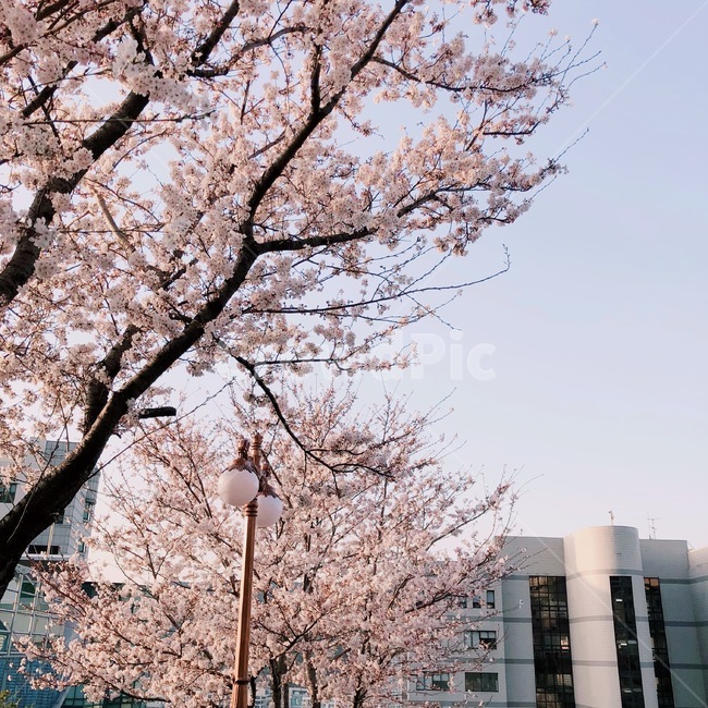 plant,식물,blossom,꽃,cherryblossom,벚꽃,flower,하늘,색채,색감,color,colors,sky,봄