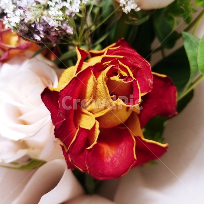 장미,말린장미,마른,빨강,빨간색,꽃,꽃다발,붉은장미,안개꽃,꽃을든,붉은,flower,rose