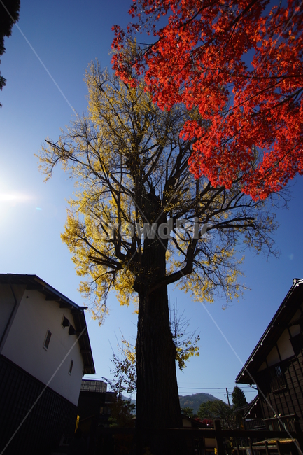 가을,단풍,은행나무,가을하늘,tree,fall