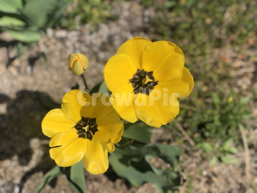 꽃,봄,노란꽃,yellowflower,개화,blooming,spring,flower