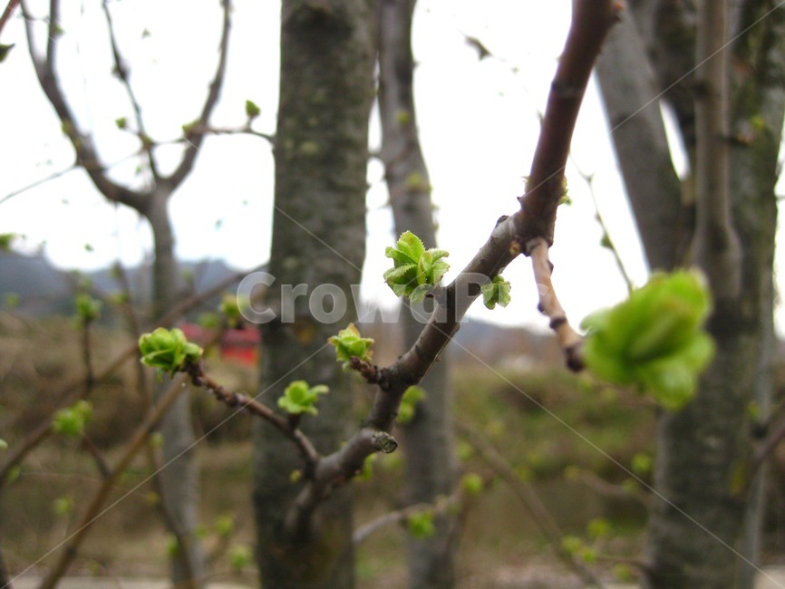 초록,새싹,봄,나무,bud,green,spring,나뭇가지,연두색