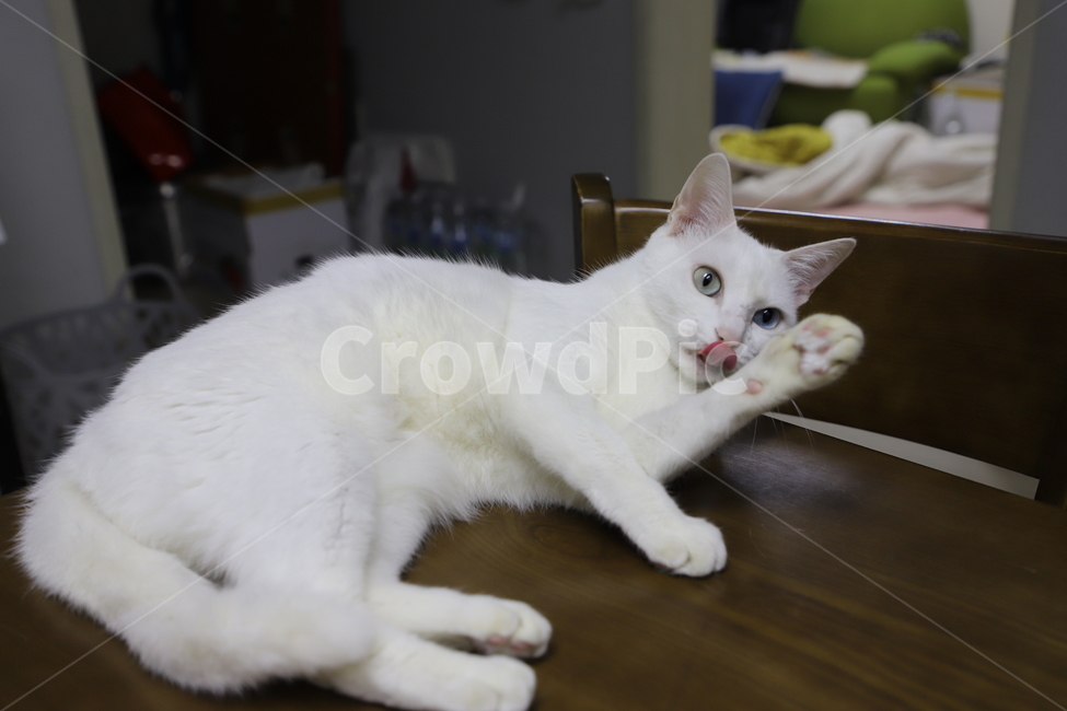 고양이,페르시안,오드아이,애완동물,반려동물