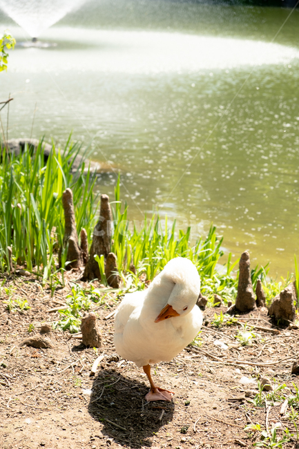 호수,오리,duck,동물,자연,동물,animal,조류,새,birds